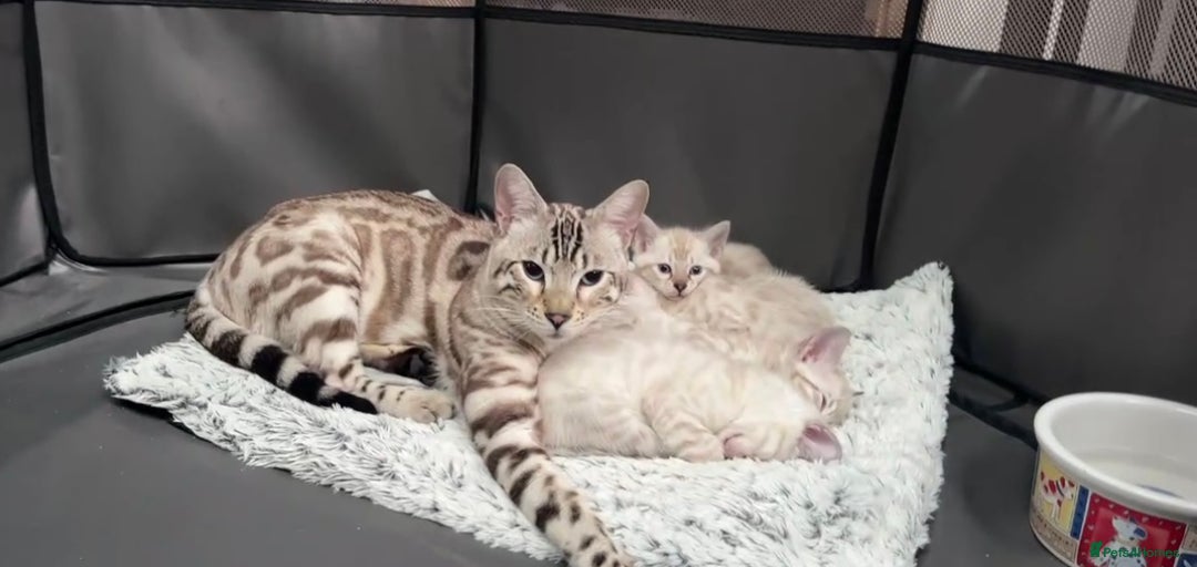 Bengal cats for sale: Snow lynx bengal kittens - Image 5