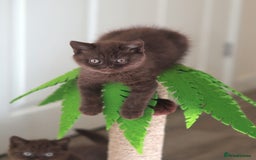 British Shorthair cats for sale: TICA Reg Chocolate Boys - Image 6