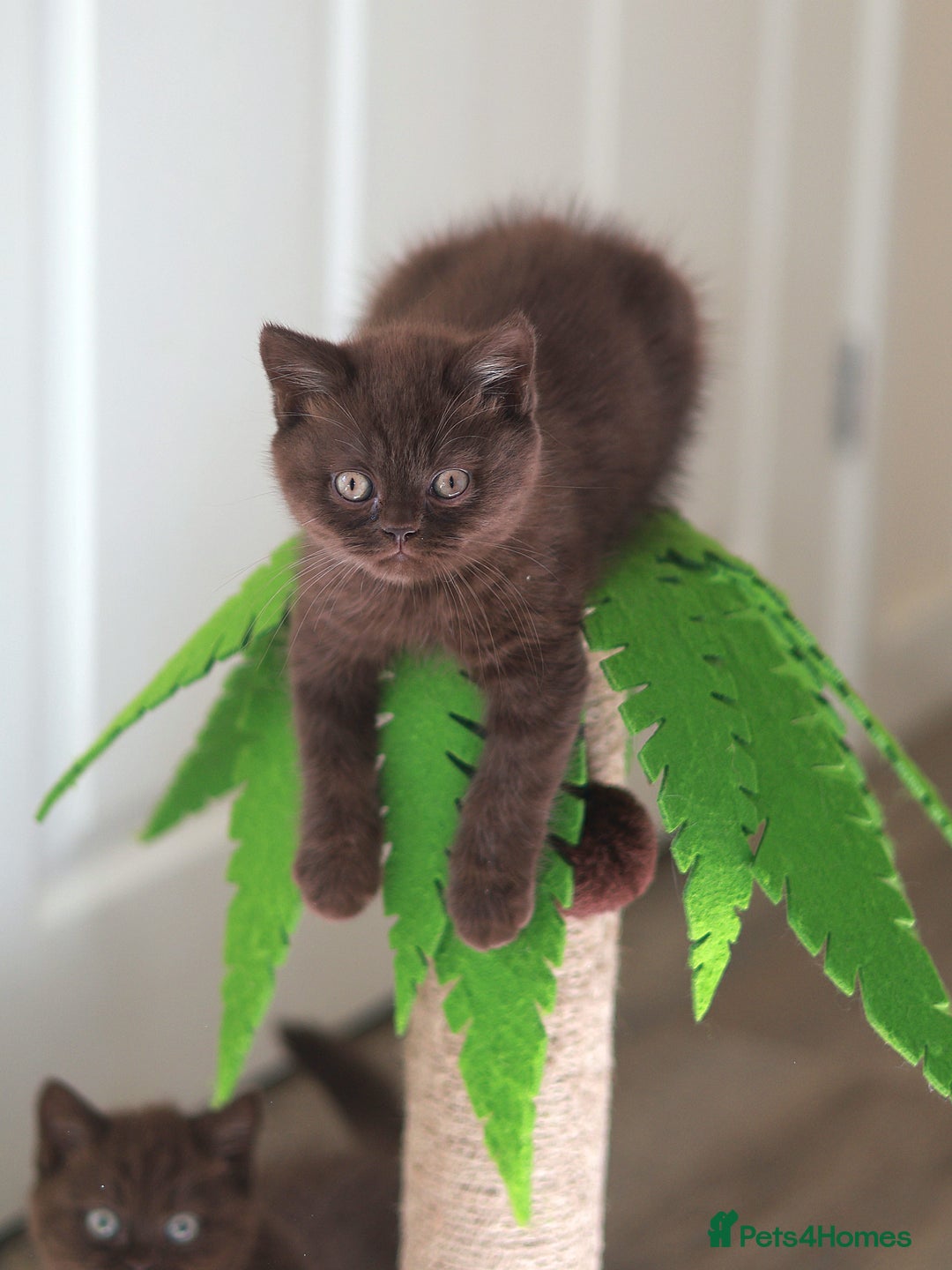 British Shorthair cats for sale: TICA Reg Chocolate Boys - Image 6