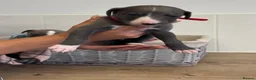Whippet dogs for sale: Whippet puppies  - Advert 7