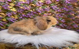 Mini Lop rabbits for sale: Pure Bred Mini lops  - Image 4
