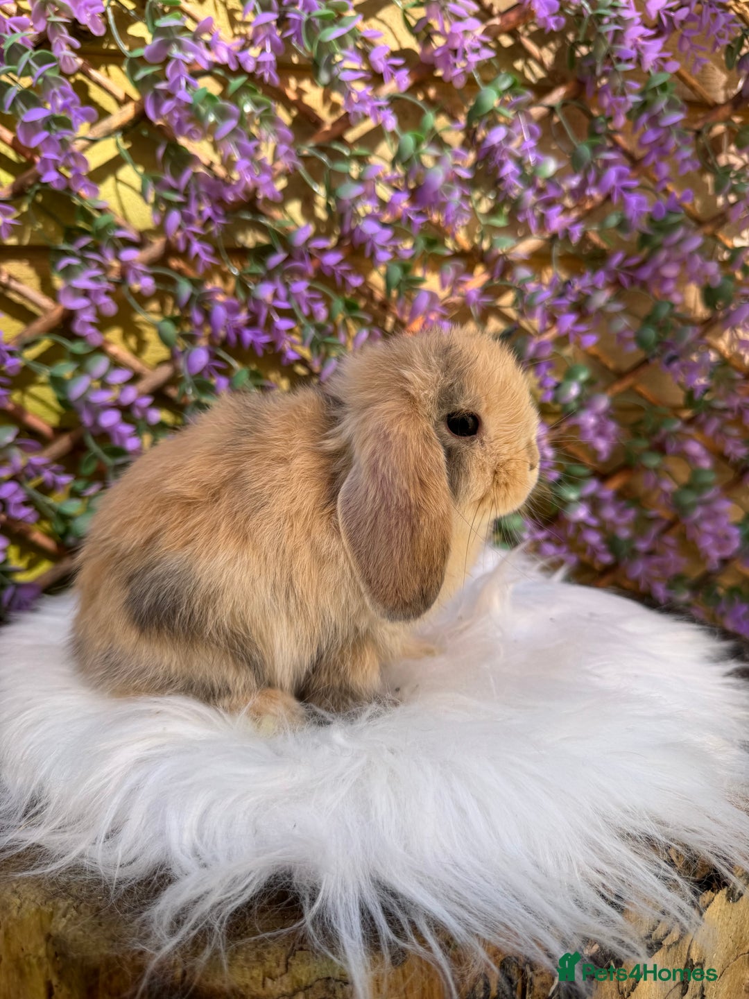 Mini Lop rabbits for sale: Pure Bred Mini lops  - Image 4