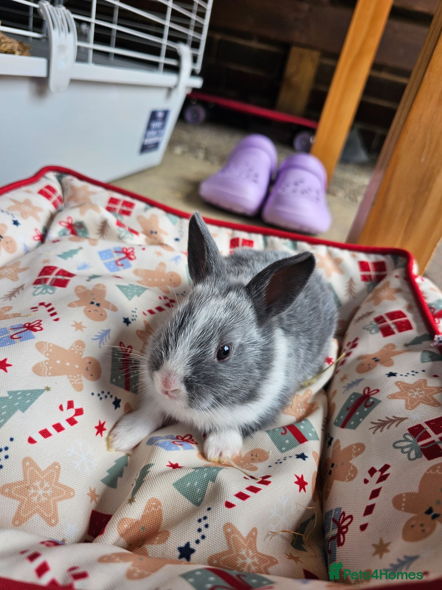 Netherland Dwarf rabbits Baby bunny - Advert 6