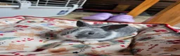Netherland Dwarf rabbits for sale: Baby bunny - Advert 16