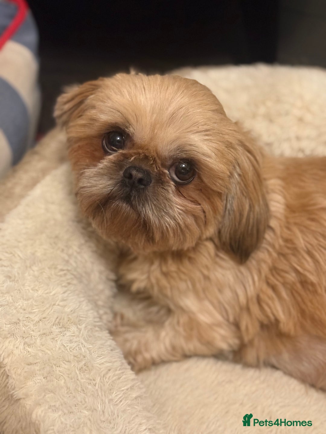 Shih Tzu dogs for sale: Shih Tzu - Image 13