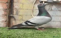 Pigeons birds for sale: CHEAP RACER PIGEONS FOR QUICK SELL - Image 3