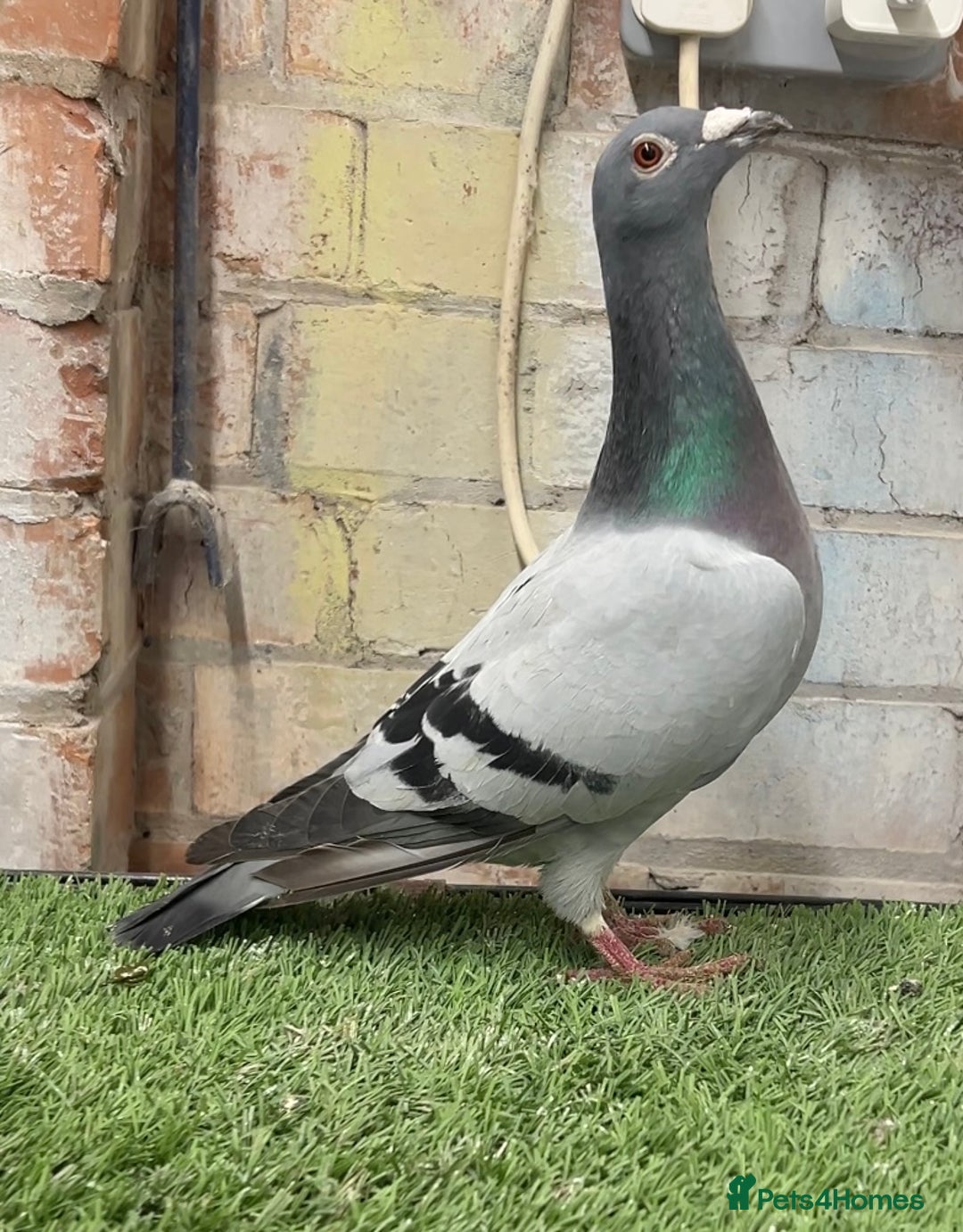 Pigeons birds for sale: CHEAP RACER PIGEONS FOR QUICK SELL - Image 3