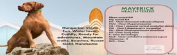 Hungarian Vizsla dogs for sale: Exceptional quality, home raised - Advert 3