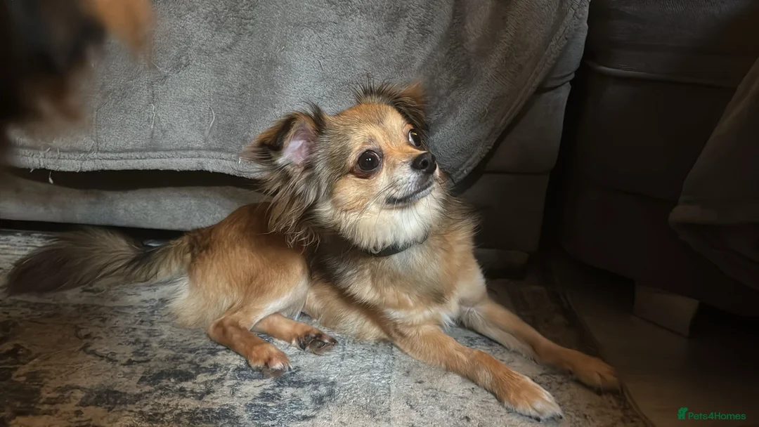 Chipoo dogs for sale: Female chihuahua  - Advert 4