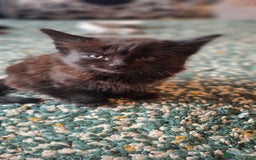 Mixed Breed cats for sale: Kittens for sale. Tuxedo, black and fluffy - Image 4