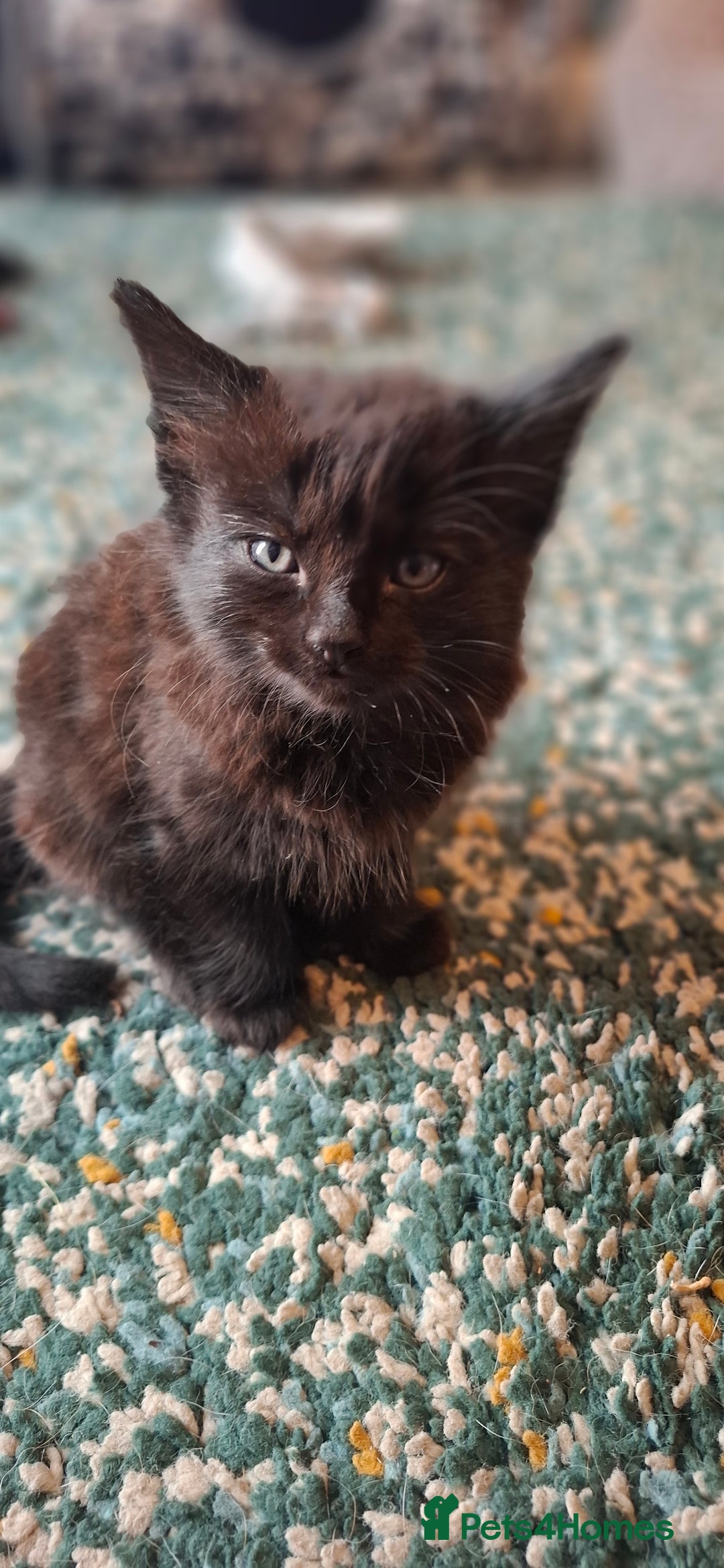 Mixed Breed cats for sale: Kittens for sale. Tuxedo, black and fluffy - Image 4