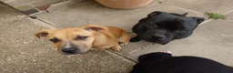 Staffordshire Bull Terrier dogs for sale: ExceptionalStaffordshire bull Terrier Puppies - Advert 4