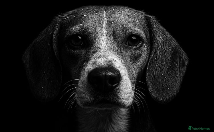 Mixed Breed dogs - Advert 5