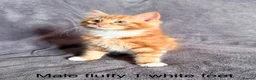 Mixed Breed cats for sale: Ginger kittens - Advert 9