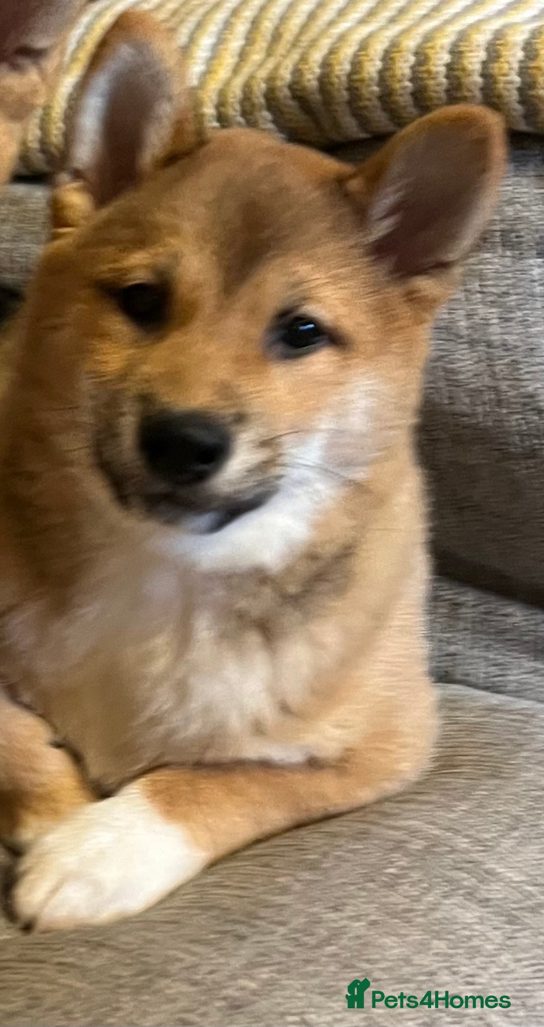 Japanese Shiba Inu dogs for sale: K.C reg Red Japanese Shiba Inu Puppies - Advert 10