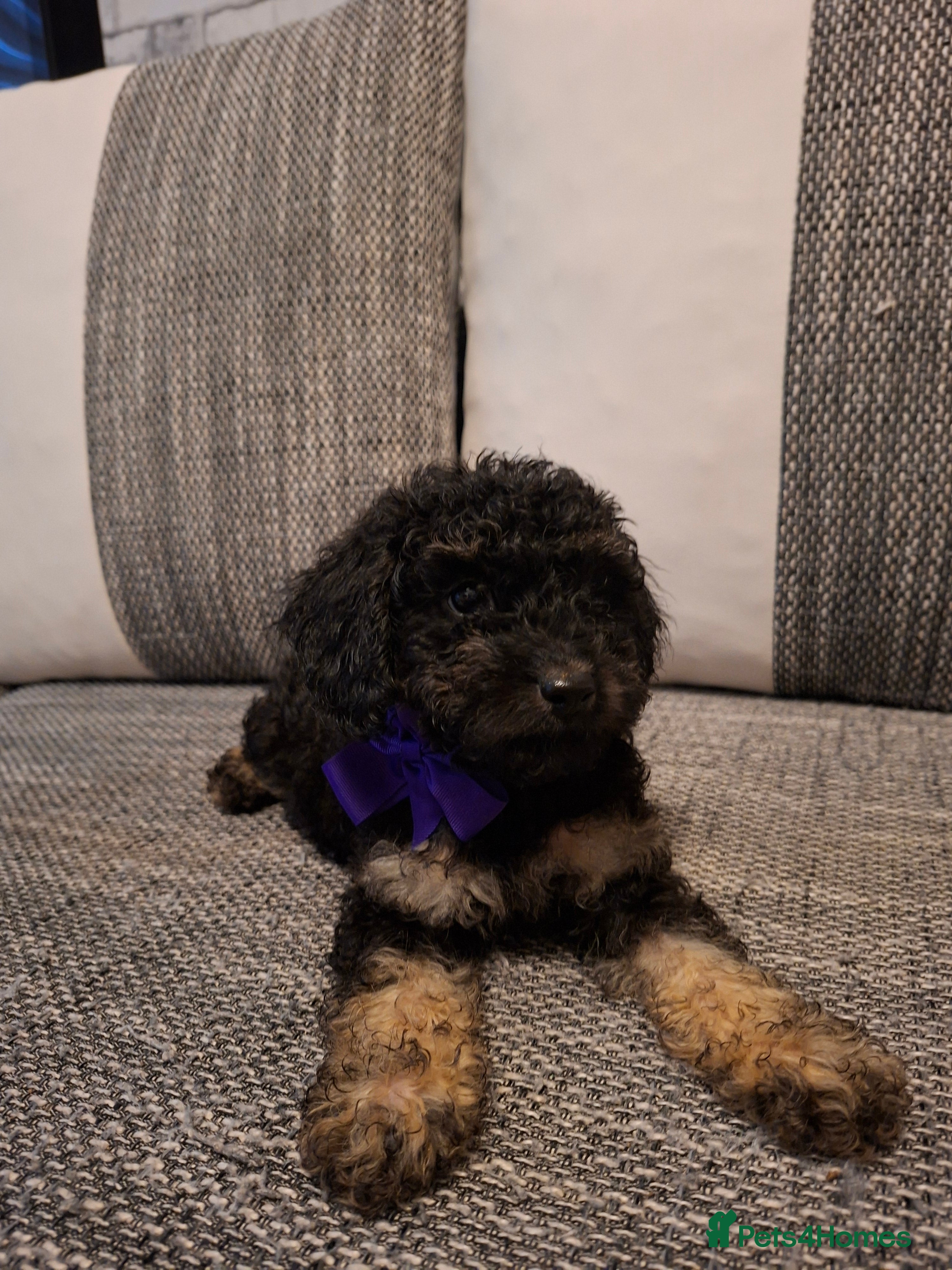 Cavapoo dogs Beautiful f1b Cavapoo puppies  - Advert 5