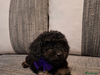 Cavapoo dogs Beautiful f1b Cavapoo puppies - Advert 5