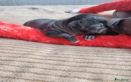 Mexican Hairless dogs for sale: Mexican hairless mini puppies for sale  - Advert 4