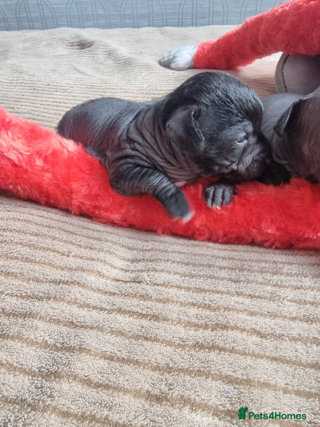 Mexican Hairless dogs for sale: Mexican hairless mini puppies for sale  - Advert 4