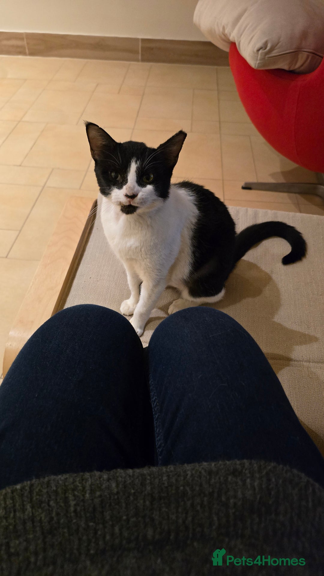 Mixed Breed cats for adoption: [Indoors Only] Thomas - The perfect impurrfect boy - Advert 3