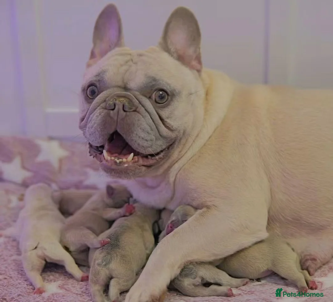 French Bulldog dogs for sale: French bulldog  - Advert 2