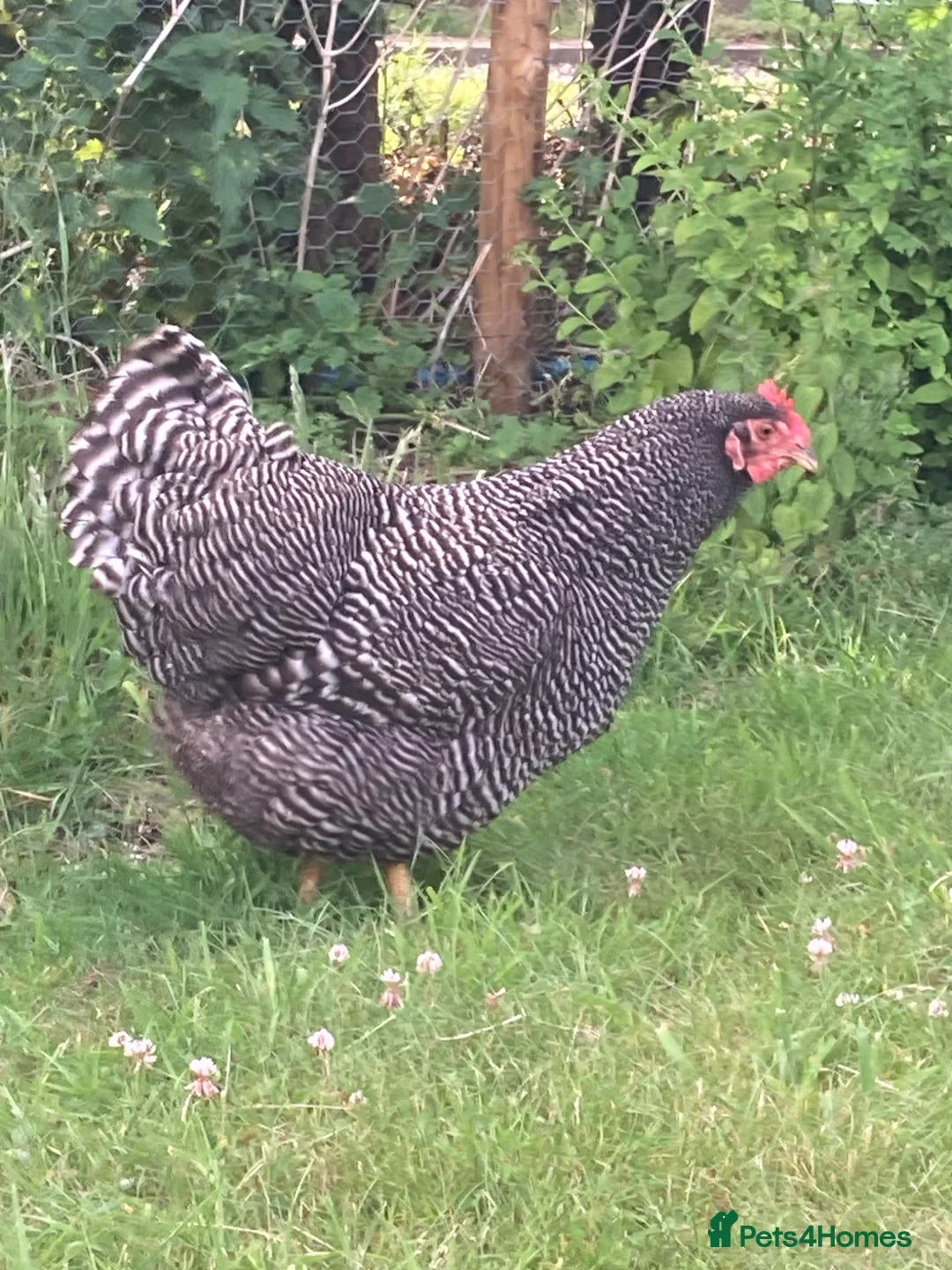 Chickens poultry for sale: 3 Plymouth Rock hens in Norwich - Advert 2