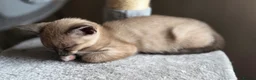 Mixed Breed cats for sale: 🐱 Bengal × Siamese Kittens for Sale 🐱 - Advert 14