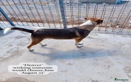 Mixed Breed dogs for adoption: Denver, 2 yrs approx. Available for adoption. - Image 7