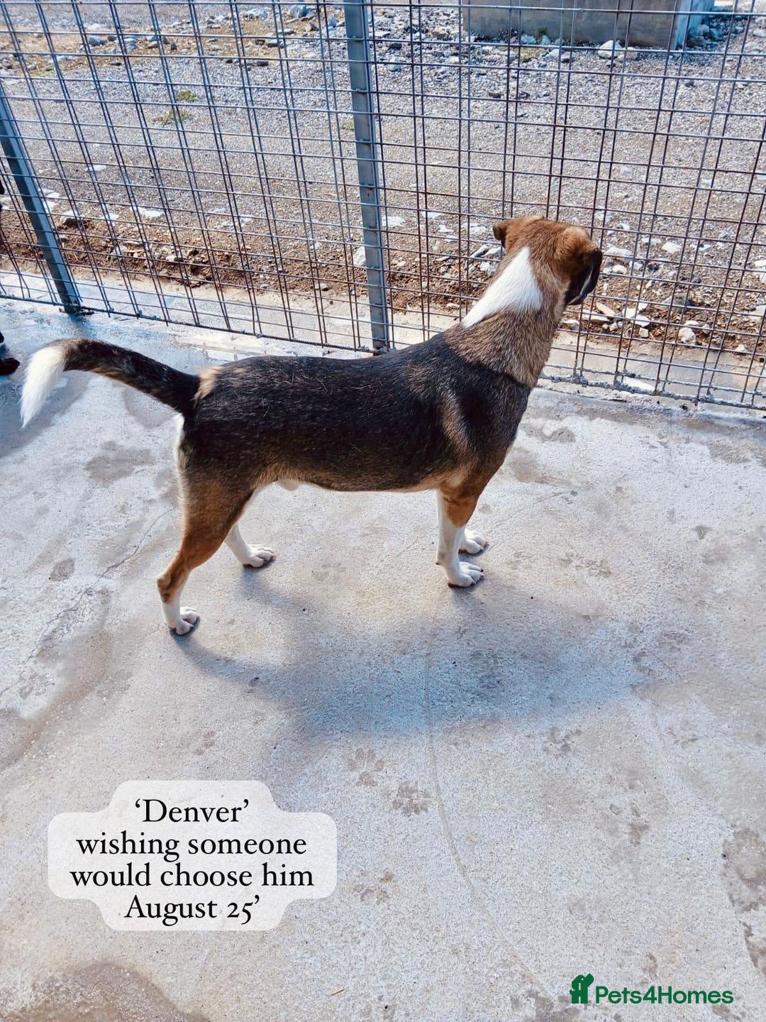 Mixed Breed dogs for adoption: Denver, 2 yrs approx. Available for adoption. - Image 7