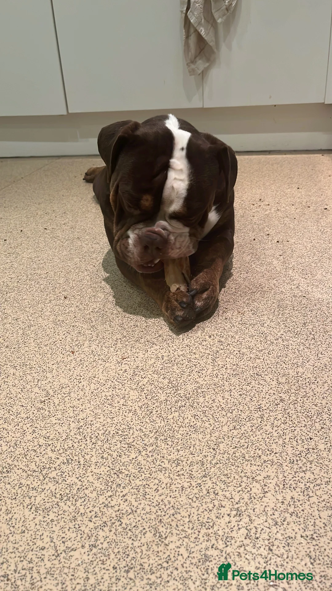 English Bulldog dogs for sale: English Bulldog  - Advert 2