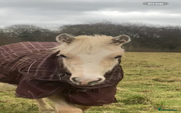 Welsh Section D horses for sale: 18 month old palomino filly - Image 2