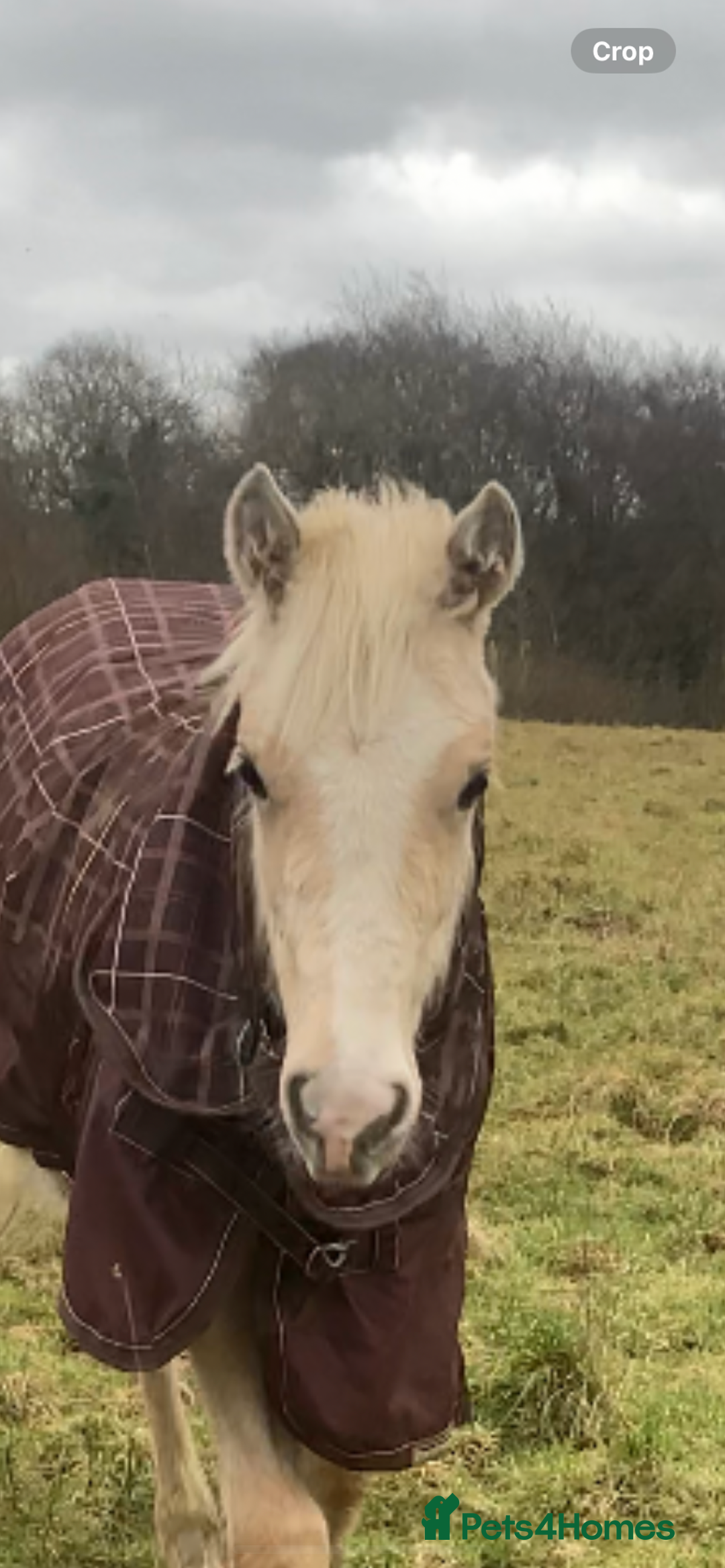 Welsh Section D horses for sale: 18 month old palomino filly - Image 2