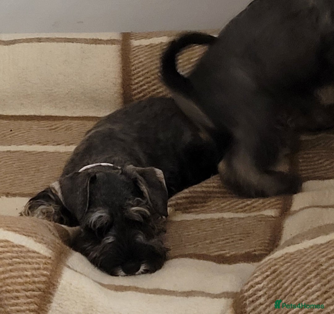 Miniature Schnauzer dogs for sale: Vaccinated and health Checked Mini Schnauzer Pups - Image 8