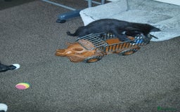 Mixed Breed cats for sale: 1 Beautiful black and white girl left  - Image 24