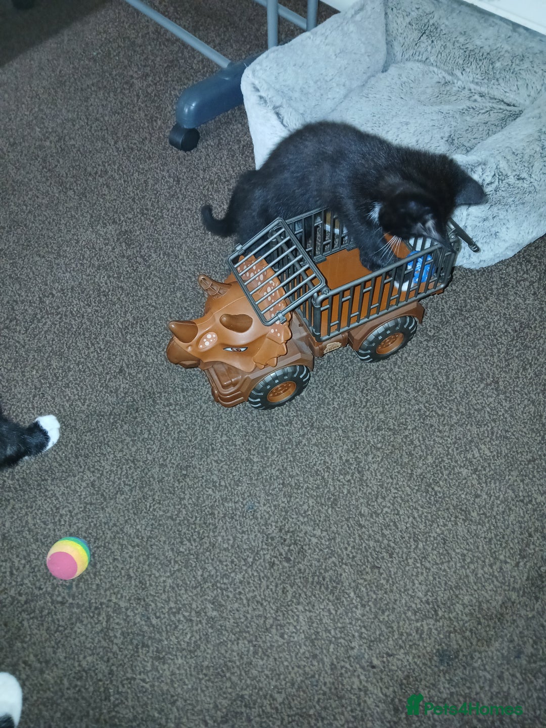 Mixed Breed cats for sale: 1 Beautiful black and white girl left  - Image 24