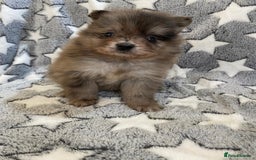 Pomeranian dogs for sale: Beautiful pomeranian Puppies - Image 2