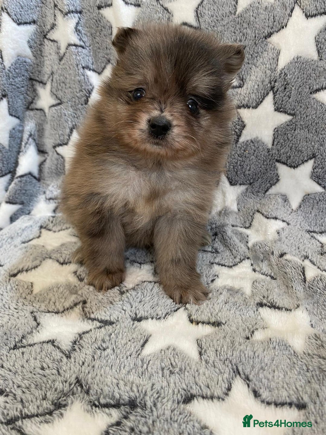 Pomeranian dogs for sale: Beautiful pomeranian Puppies - Image 2