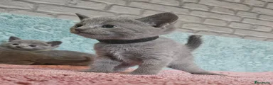Russian Blue 1