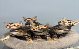 Bengal cats for sale: READY NOW beautiful Bengal Girl kittens TICA reg - Advert 23