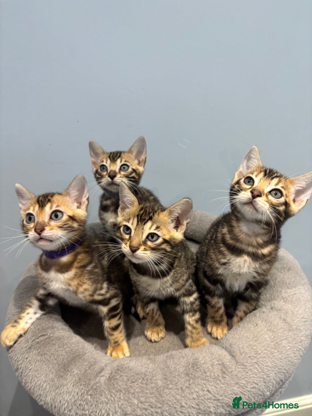 Bengal cats for sale: READY NOW beautiful Bengal Girl kittens TICA reg - Advert 23