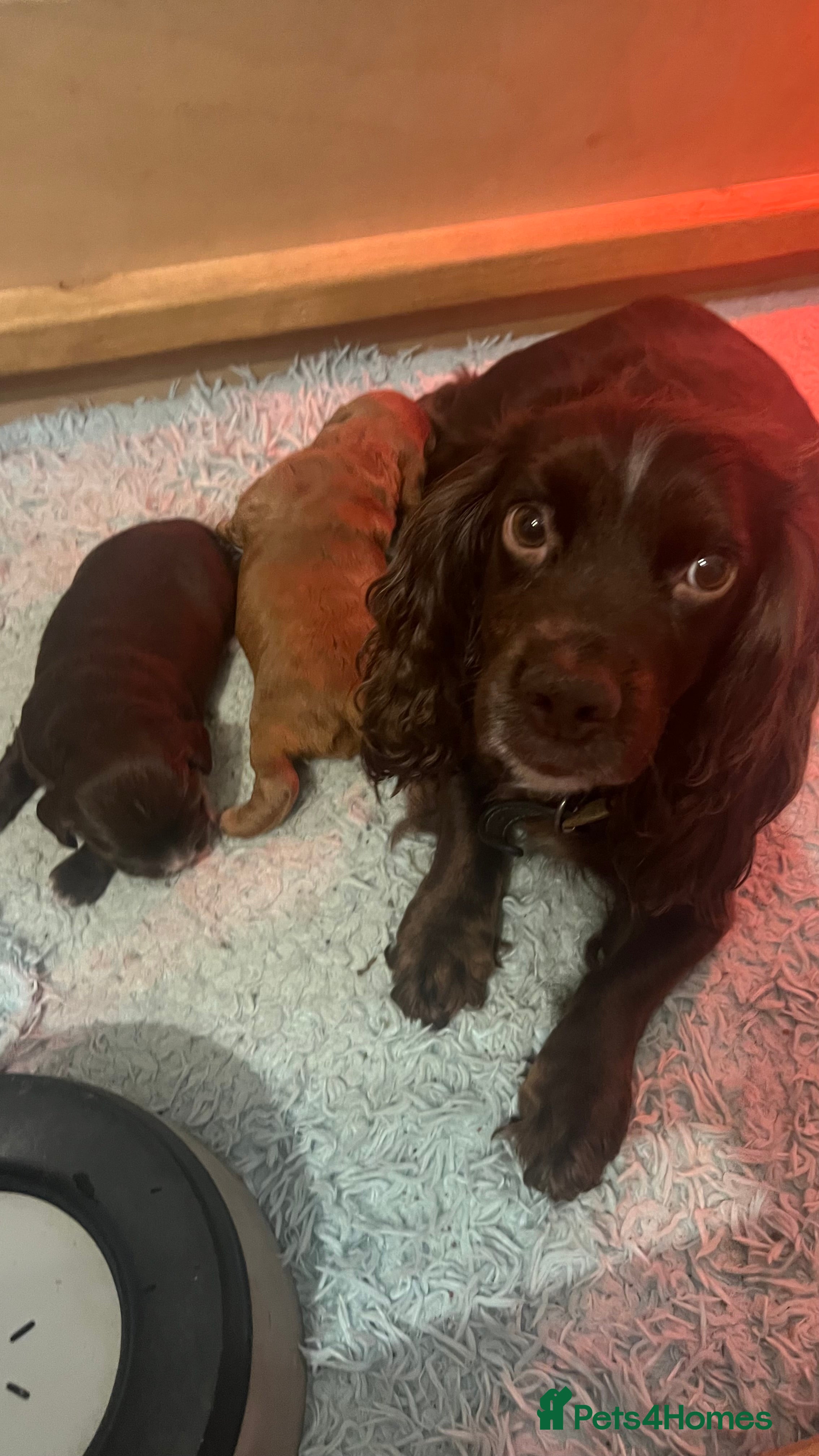 Cocker Spaniel dogs Well Bred working cocker spaniel bitches  - Advert 1