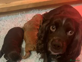 Cocker Spaniel dogs Well Bred working cocker spaniel bitches - Advert 1