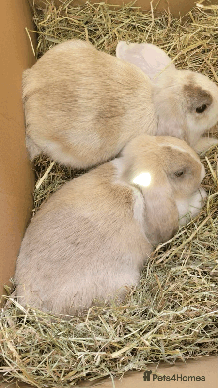 Mini Lop rabbits Mini Lop rabbits (2 males) - Advert 2