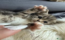 Bengal cats for sale: Bengal mix - Image 2
