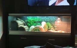 Bearded Dragon reptiles for sale: Bearded dragon - Image 2