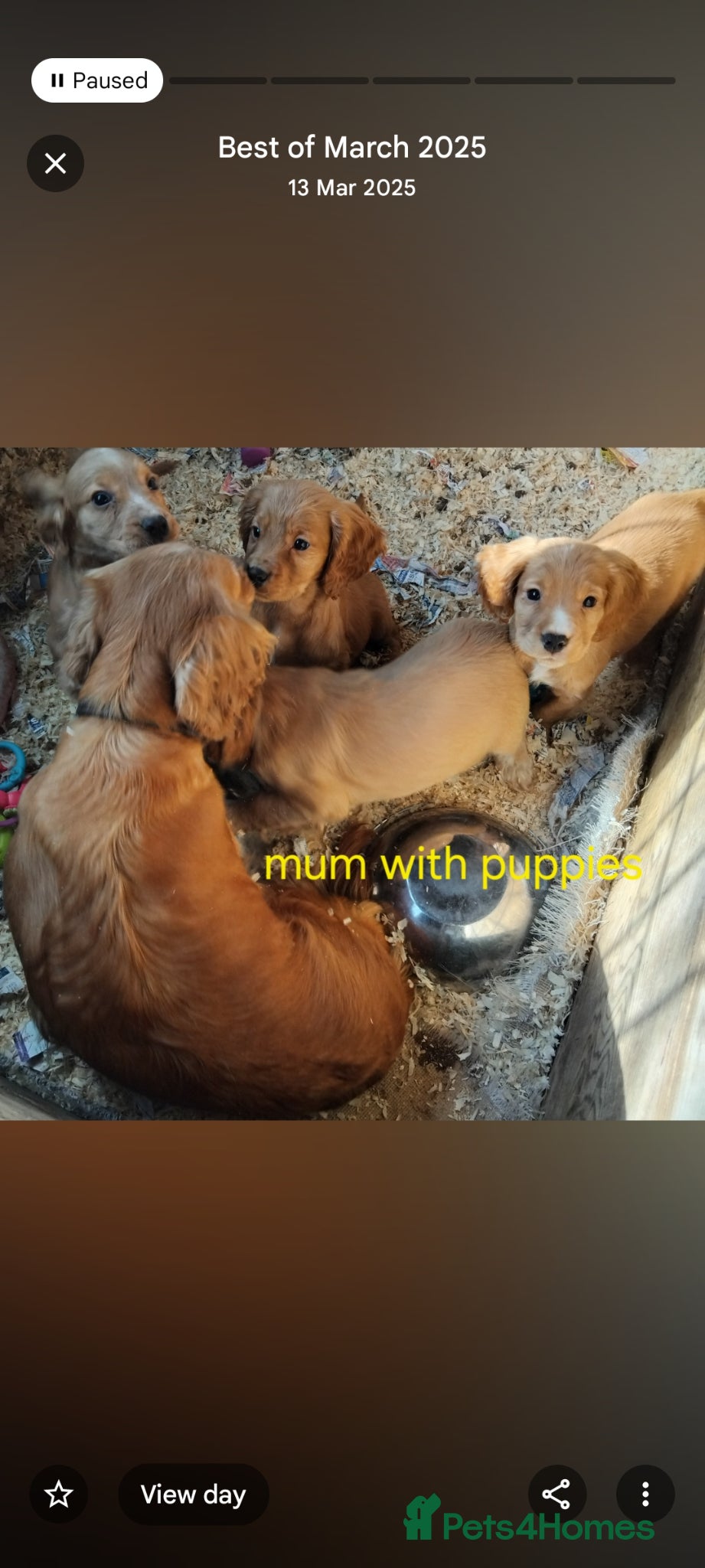 Cocker Spaniel dogs Cocker spaniels  - Advert 12