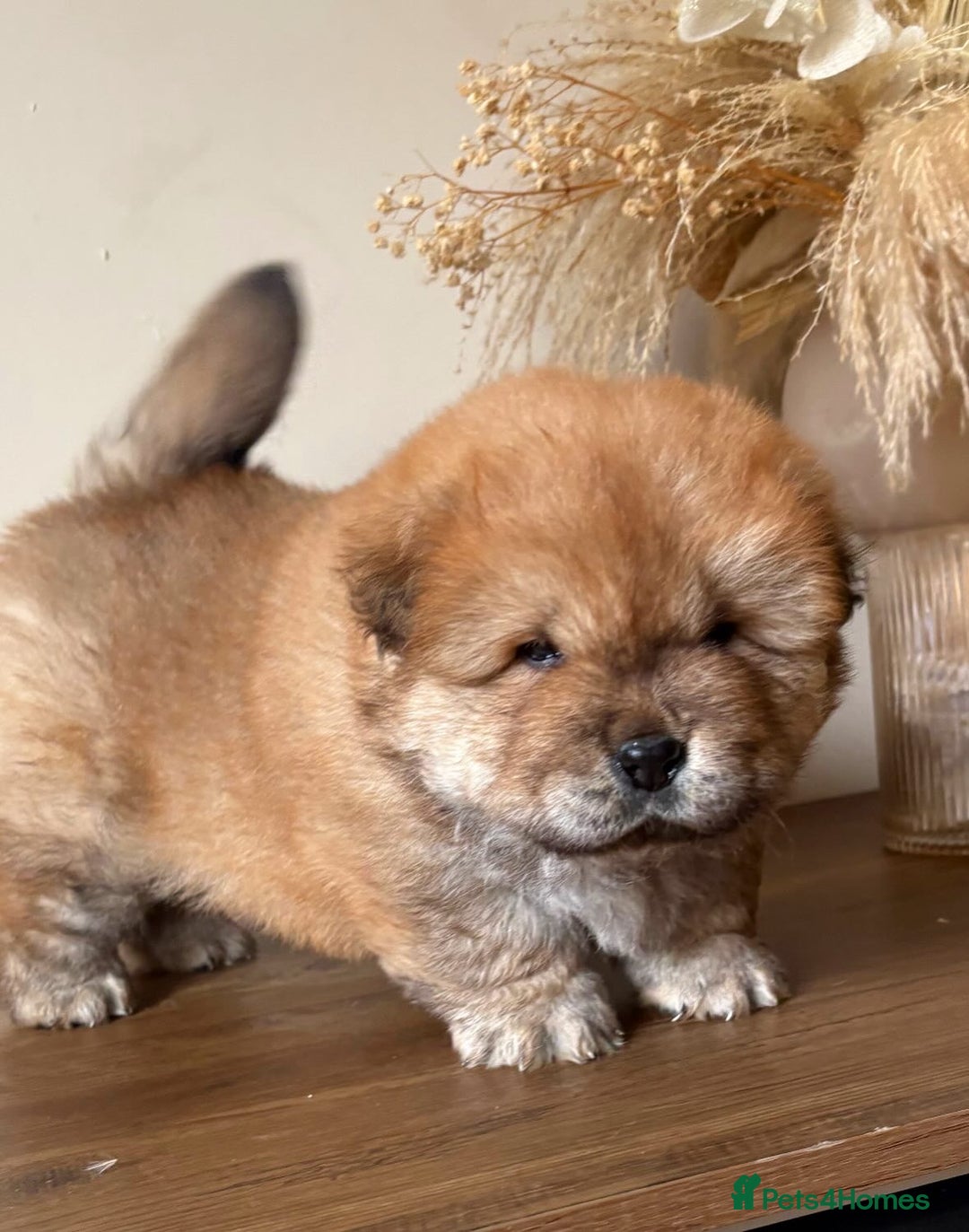 Chow Chow dogs for sale: BLACK GIRL CHOW CHOW - READY NOW!!! - Image 23