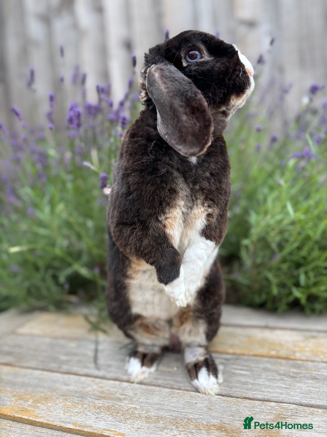 Mini Lop rabbits for sale: ✨ Mini plush lop bunnies 👀 🏡  - Advert 2