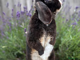 Mini Lop rabbits ✨ Mini plush lop bunnies 👀 🏡 - Advert 9