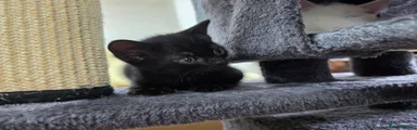Pure Black 